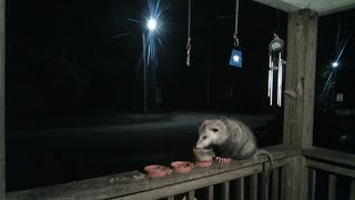 All Along the Watchtowerraccoondynasty LiveCrittercam [upl. by Haden147]