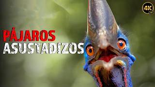 ¡Descubre los PÁJAROS más PELIGROSOS del Mundo  Documentales Completos en Español [upl. by Amii]