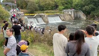 Salmon Port Hope Cobourg September 29 2024 [upl. by Nnylhtak]