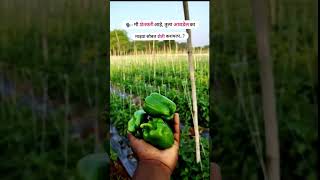 आवडेल का 😍 shortvideo agriculture farming farmer love traditionalagriculture shorts trend [upl. by Omsare]