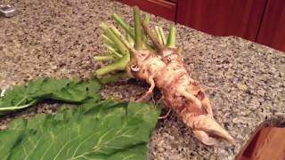 Horseradish Garden Grown with Some Tips Dont Forget to Eat the Leaves [upl. by Mariann]