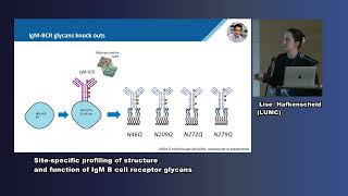 Dr Lise Hafkenscheid Sitespecific profiling of structure amp function of IgM B cell receptor glycans [upl. by Suedama]