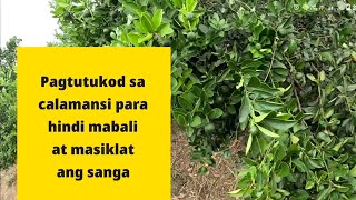 PAGTUTUKOD SA CALAMANSI [upl. by Nwahsuq]