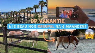 op VAKANTIE 🇬🇷 amp is BEAU nog KREUPEL 6 maanden na zijn BLESSURE 😲  Haflingers King amp Beau [upl. by Allehcim]