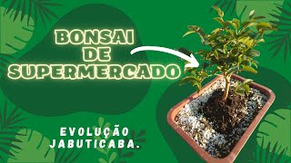 Bonsai de supermercado quotJabuticabeira evoluçãoquot [upl. by Eng107]