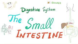 Digestion amp Absorption in the Small Intestines 🤮  Anatomy and Physiology [upl. by Scrivens919]