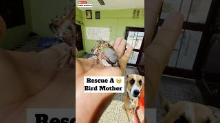 Rescue A Bird Mother 🥹  minivlog [upl. by Airtap]