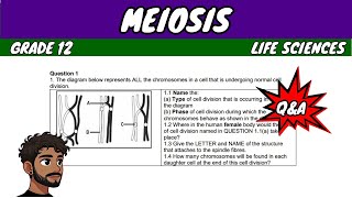 Meiosis Grade 12 Life Sciences [upl. by Oijimer452]