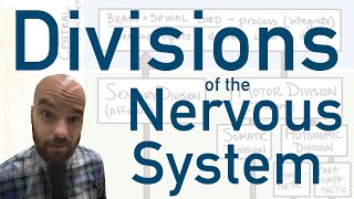 Divisions of the Nervous System  How we divide up the system to better understand it [upl. by Finstad789]