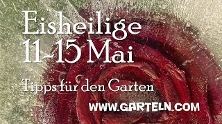 Eisheilige  Tipps für den Garten [upl. by Paver803]