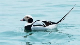 Longtailed ducks on the coast of Saaremaa [upl. by Sheline830]