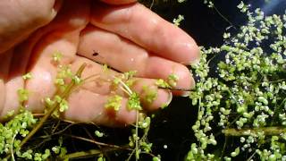 A Baby Waterboatman aka Backswimmer [upl. by Kera452]