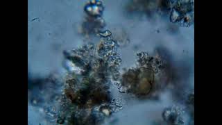 Footage of Microscopic Organisms [upl. by Nanis]