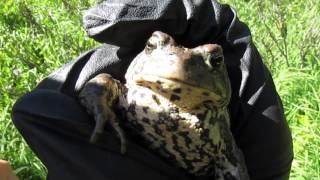 Boreal Toad release call [upl. by Alrrats]