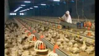 KampNs CHICKEN PAKISTAN HACCP ISO 9001 2000 HALAL CERTIFIE [upl. by Marchese26]