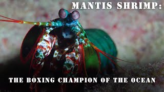 Mantis Shrimp The Miniweight Boxing Champion of the Ocean [upl. by Pearle]