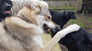 Test of wills between Tala Czechoslovakian Vlcak Wolfdog and her friend a German Shepherd Dog [upl. by Asilak]