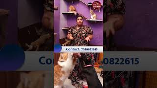 பூனைகள் வளர்ப்பதால் நோய்கள் வருமா🐾 ikeypets cat catlover catvideos pets pettraining shorts [upl. by Notterb]