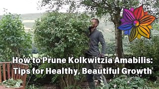 How to Prune Kolkwitzia Amabilis Tips for Healthy Beautiful Growth [upl. by Kalman270]