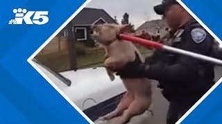 Tacoma police capture pig on the loose [upl. by Meletius511]