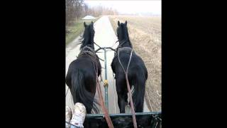 black lipizzaner stallions Conversano Clea amd Jampi [upl. by Georgi]