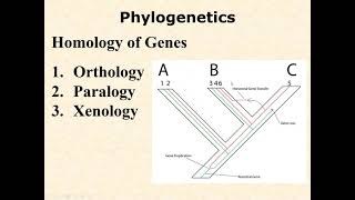 BIOL 3406 Unit 1 6 4 Gene Duplication and Paralogy [upl. by Drisko]