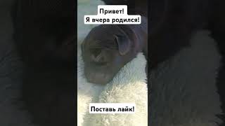 придумайте имена с каждого желательно по 4 именищенок счастье memes свофорд новорожденный [upl. by Negem]