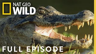 Jaguar vs Croc  Full Episode [upl. by Nostets922]