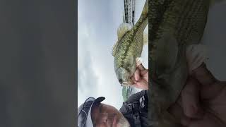 Spotted bass 2 fishing fish bass bassfishing boating summer outdoors [upl. by Aynatal]