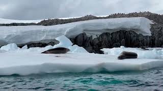 Best time to book Antarctica Expeditions [upl. by Neffets693]