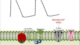 Mechanism of Action for Adenosine [upl. by Zetroc56]