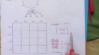 EPISTASIS part2  DUPLICATE RECESSIVE EPISTASIS  POLYMERIC GENE INTERACTION  BY PHANINDRA [upl. by Yblocaj]