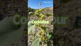 🌱 CockleburSeed Pods are like Velcro seeds seedpods [upl. by Bilbe]