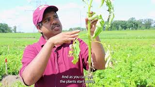 Find it in the Field Verticillium Wilt with Ashish Ranjan [upl. by Hauger]