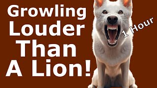 Dog Growling Sounds 1 Hour  Dog Growling Sound Effects  Aggressive Dog Growling Sound [upl. by Ehrlich]