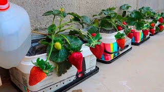 Como hacer Riego por Goteo para Cultivar fresas en la terraza fácil muchas fresas grandes y bonitos [upl. by Latreese]