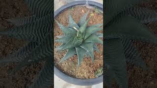 Haworthia limifolia shortsfeed plants indoorplants plant flower garden yt flowers cactus [upl. by Amara]