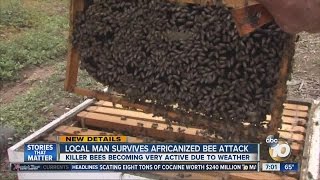 Local man survives Africanized bee attack [upl. by Ihcego]