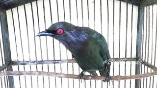 Asian glossy starling Sounds Aplonis panayensis  BirdChirping and Singing [upl. by Gunas]