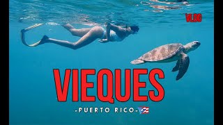 🐢 Nadamos con TORTUGAS 🤩 y EXPLORAMOS 🥾 La Isla Nena 👧 VIEQUES Puerto Rico 🇵🇷 [upl. by Errick]