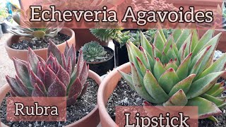 Echeveria Agavoides Rubra Lipstick Agavoides [upl. by Dadinirt]