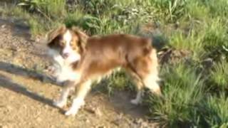 Mini Aussies in Colorado [upl. by Khai]