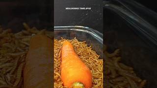 Mealworms Vs 🥕 🥒 and 🍆 food wormlapse petfood insects mealworms petcare MealwormTimelapse [upl. by Yleoj361]