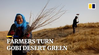 Chinese farmers fight desertification in Gobi Desert [upl. by Aihsinat654]