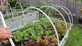 Companion Planting Tomatoes and Lettuce [upl. by Rodenhouse875]