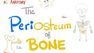 The periosteum of bone 🦴  It’s painsensitive  Anatomy [upl. by Aiek]