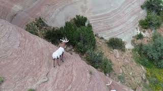 LUPTON ARIZONA ROCK WALL DRONE HICCUP [upl. by Budwig516]