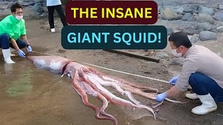 The Biology Of The Giant Squid Giant squid compared to a human Colossal squid Vs Giant squid [upl. by Anum]