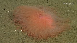 This deepsea spaghetti worm has a bountiful bundle of tentacles [upl. by Quirk732]