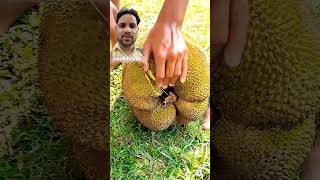 Jackfruit fruitcuttingskills durian fruitasmr shorts [upl. by Aiker]